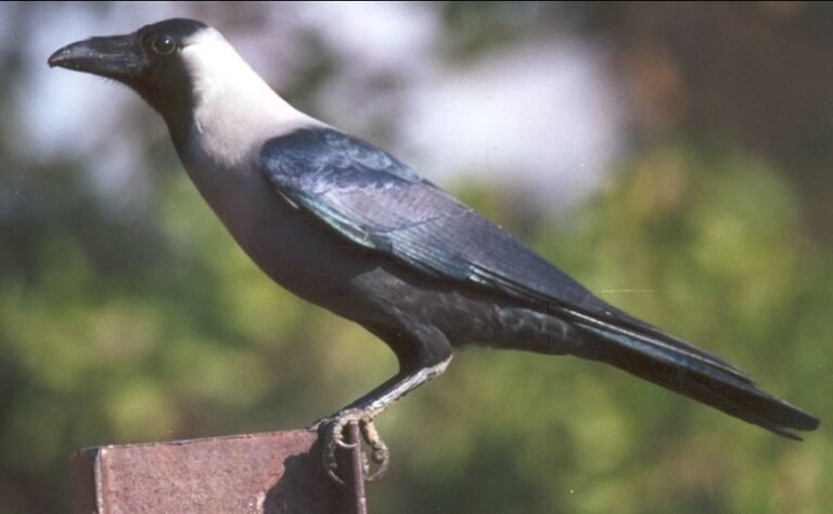 crow
