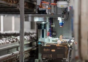 Automatic mushroom picking robot